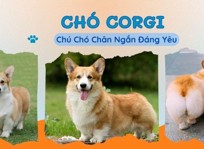CHÓ CORGI