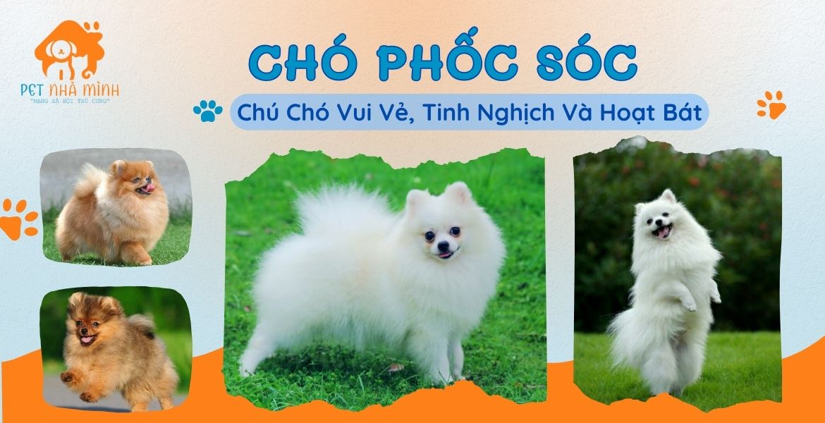CHÓ PHỐC SÓC