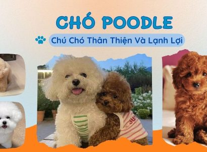 CHÓ POODLE