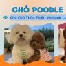 CHÓ POODLE