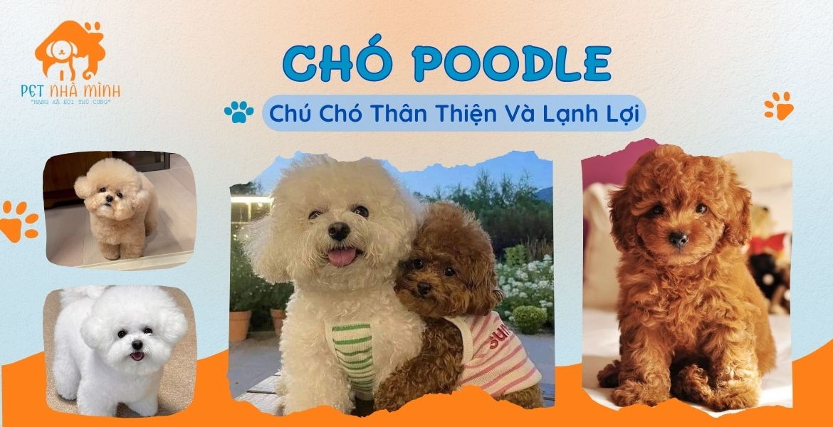 CHÓ POODLE