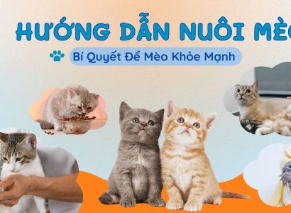 Cách nuôi mèo