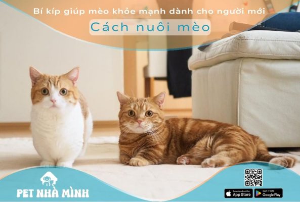 Cách nuôi mèo