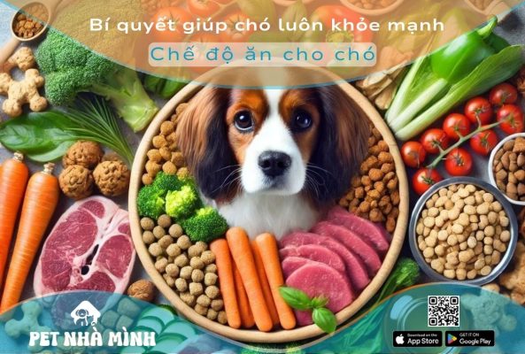 Chế độ ăn cho chó