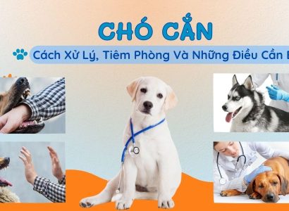 Chó cắn