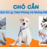 Chó cắn