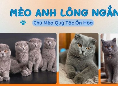 MÈO ANH LÔNG NGẮN