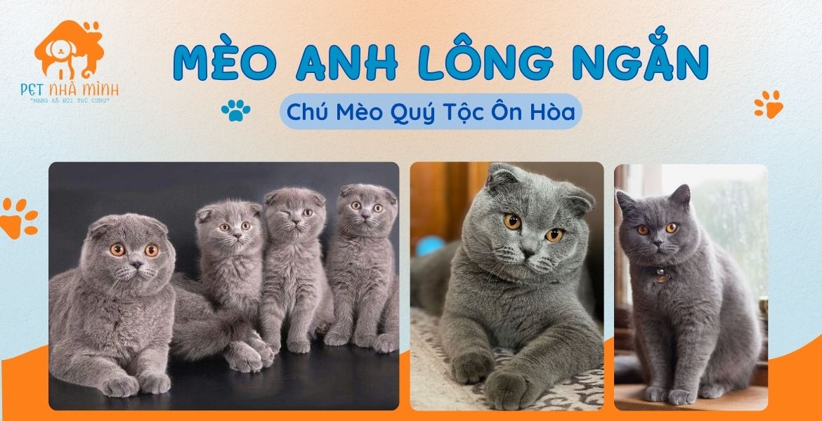 MÈO ANH LÔNG NGẮN