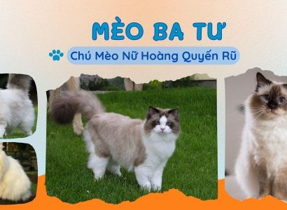 MÈO BA TƯ