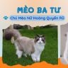 MÈO BA TƯ