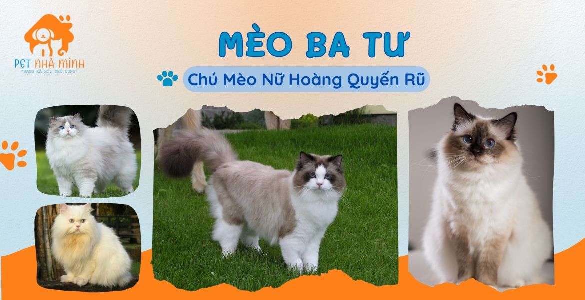 MÈO BA TƯ