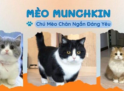 MÈO MUNCHKIN