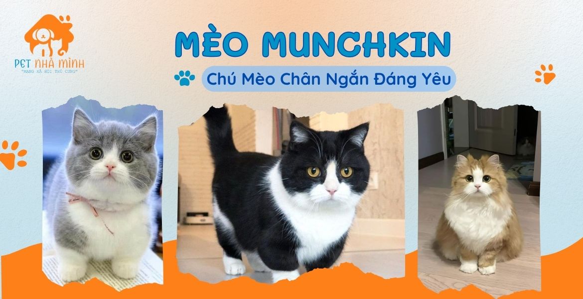 MÈO MUNCHKIN