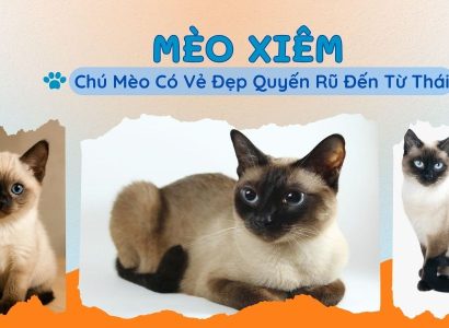 MÈO XIÊM