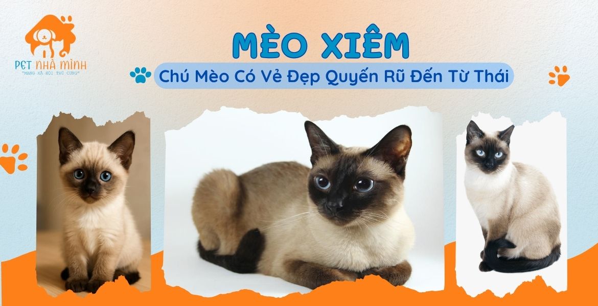 MÈO XIÊM