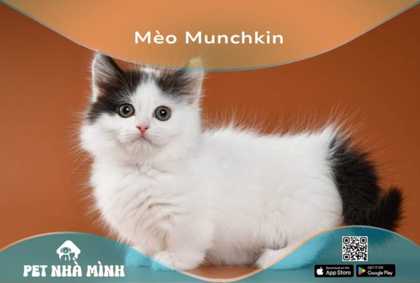 Mèo Munchkin