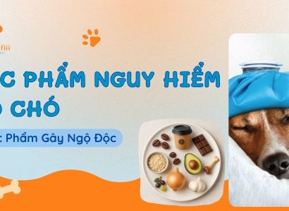 THỰC PHẨM NGUY HIỂM CHO CHÓ