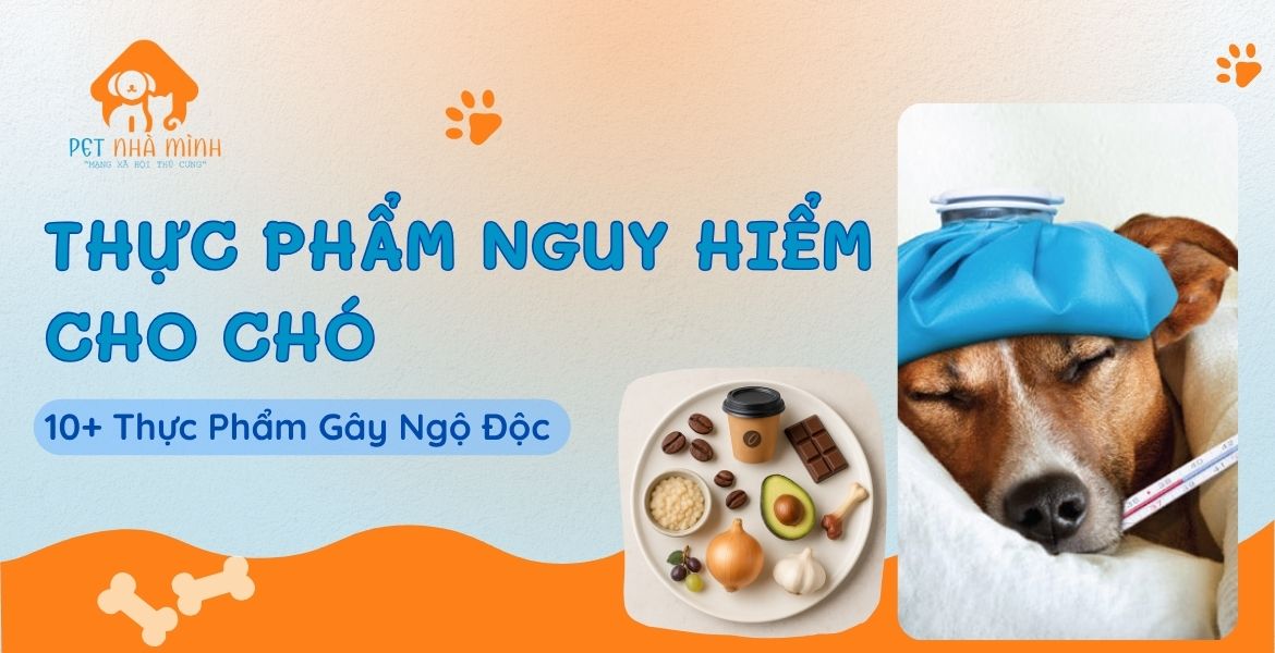 THỰC PHẨM NGUY HIỂM CHO CHÓ