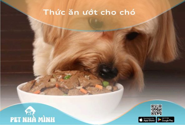 Thức ăn ướt cho chó