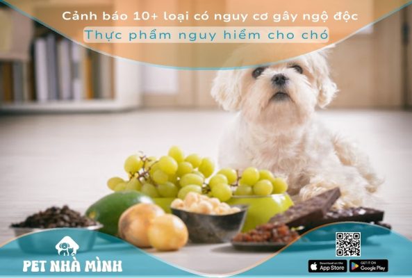 Thực phẩm nguy hiểm cho chó