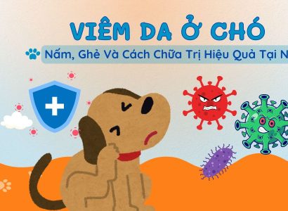 Viêm da ở chó