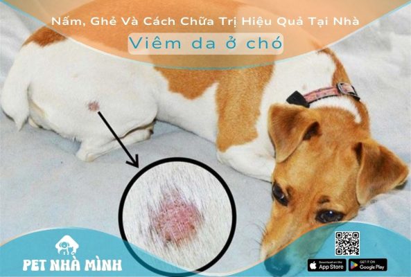 Viêm da ở chó