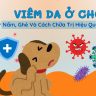 Viêm da ở chó