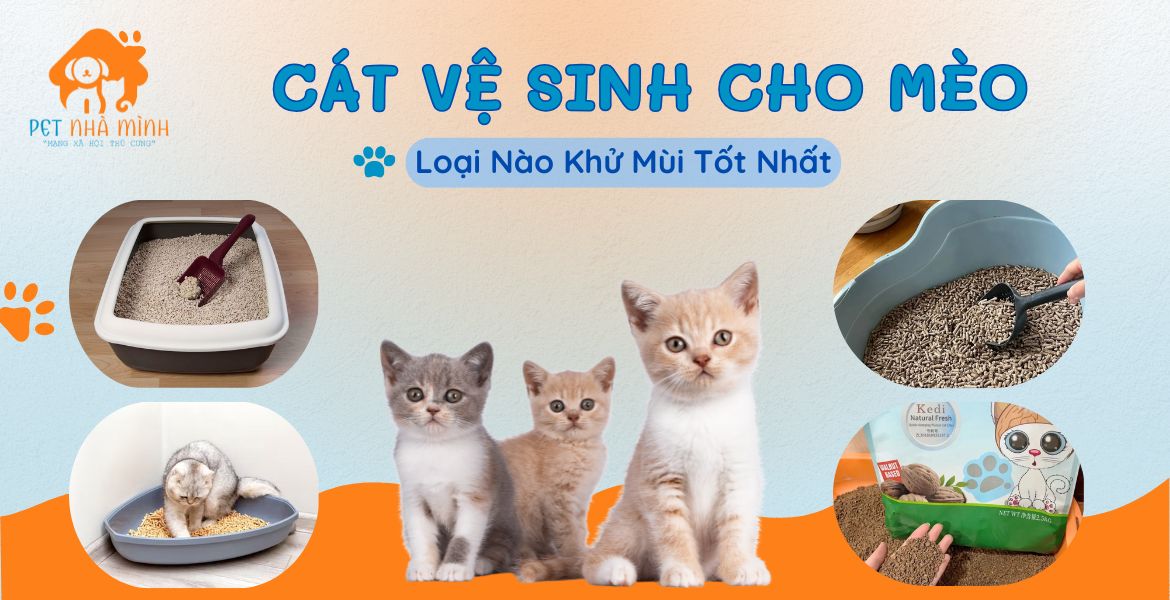 CÁT VỆ SINH CHO MÈO