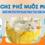 CHI PHÍ NUÔI MÈO