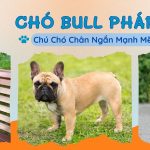CHÓ BULL PHÁP