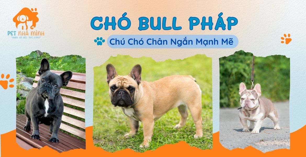 CHÓ BULL PHÁP