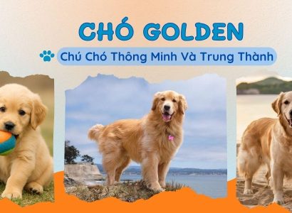 CHÓ GOLDEN