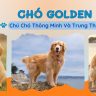 CHÓ GOLDEN