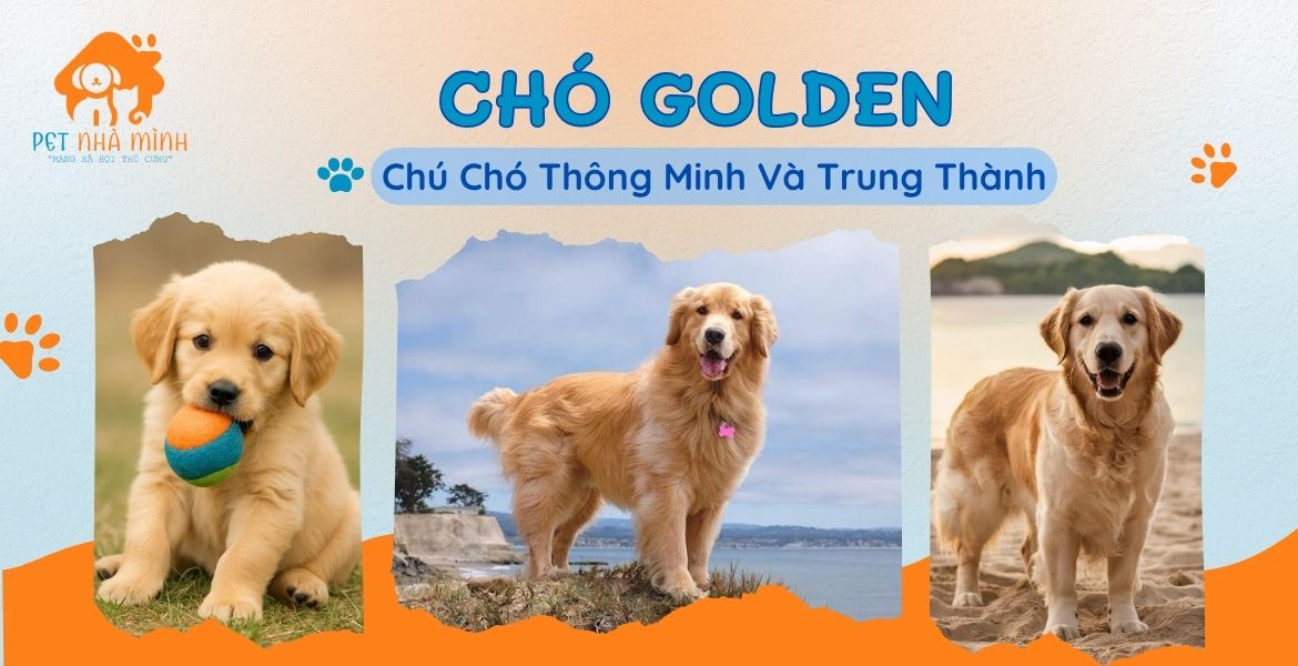 CHÓ GOLDEN