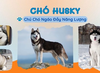 CHÓ HUSKY