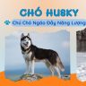 CHÓ HUSKY