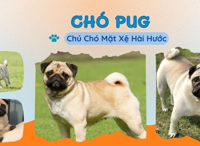 CHÓ PUG