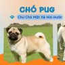 CHÓ PUG