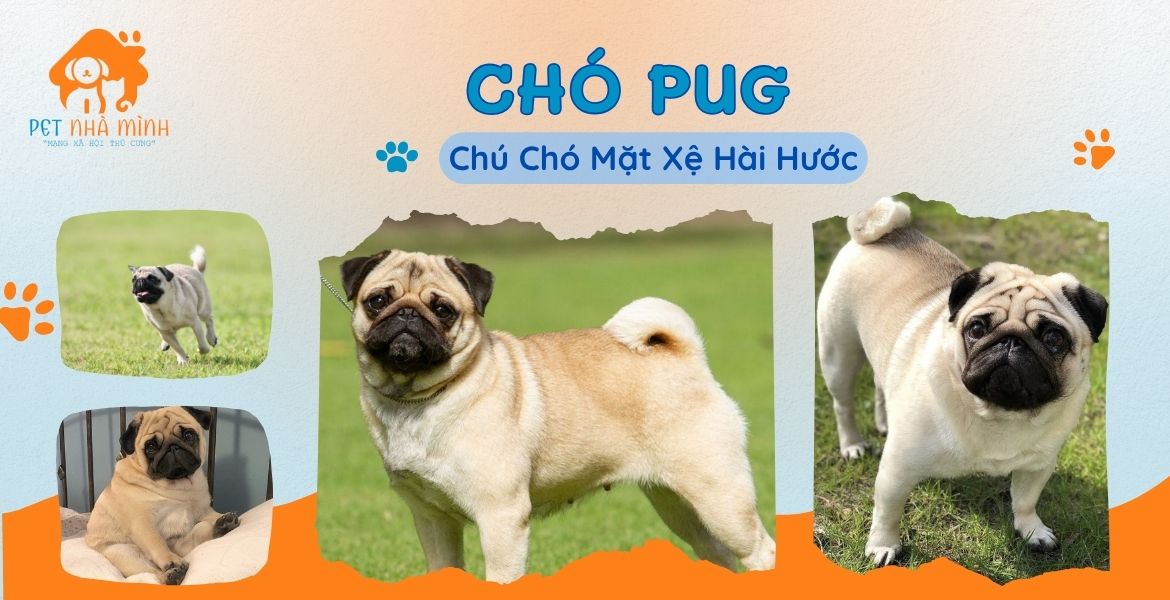 CHÓ PUG