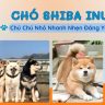 CHÓ SHIBA INU