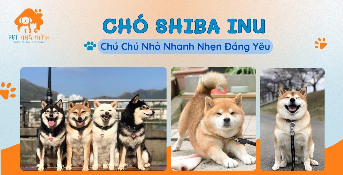 CHÓ SHIBA INU