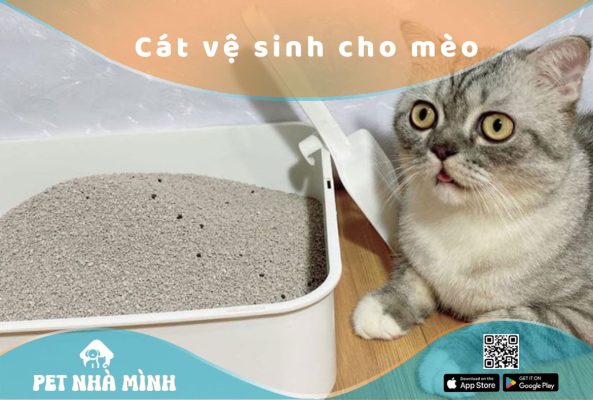 Cát vệ sinh cho mèo