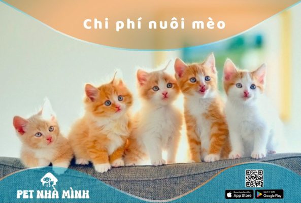 Chi phí nuôi mèo