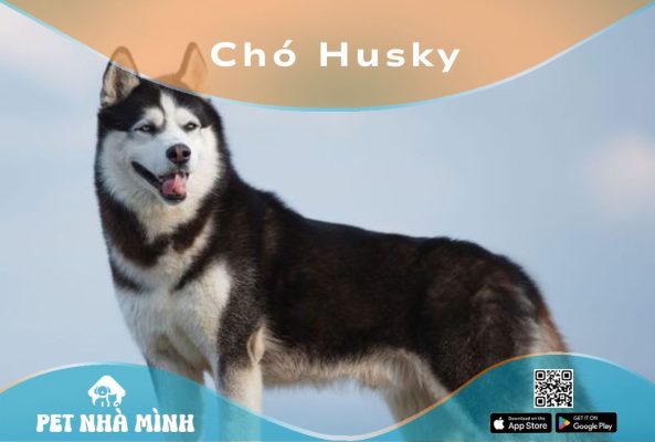 Chó Husky