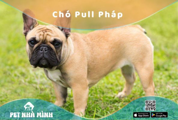 Chó Pull Pháp