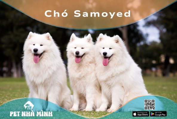 Chó Samoyed