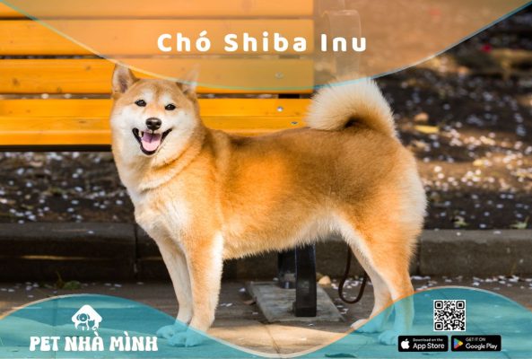 Chó Shiba Inu