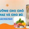 Dinh Dưỡng Cho Chó Mang Thai Và Cho Con Bú
