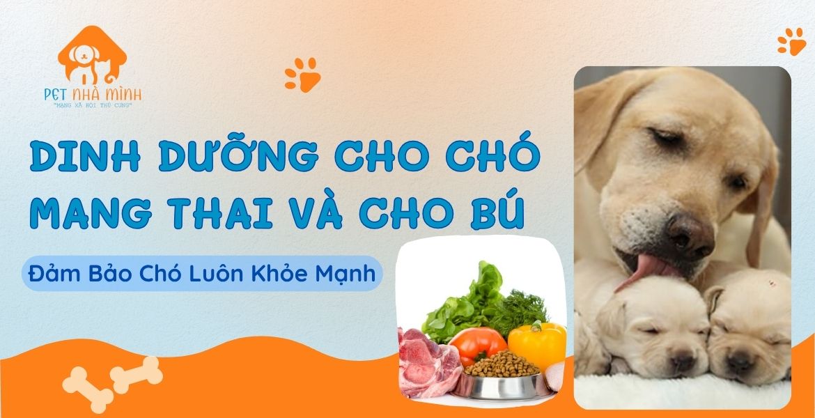 Dinh Dưỡng Cho Chó Mang Thai Và Cho Con Bú