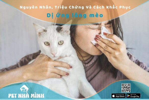Dị ứng lông mèo